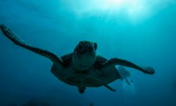 Tauchen vor Réunion 2016 (Urlaubsbericht)